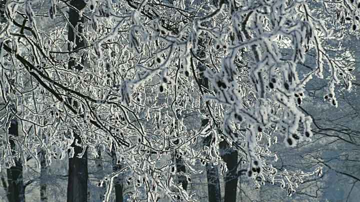 Тёплая и снежная погода ожидает нижегородцев с 3 по 5 декабря