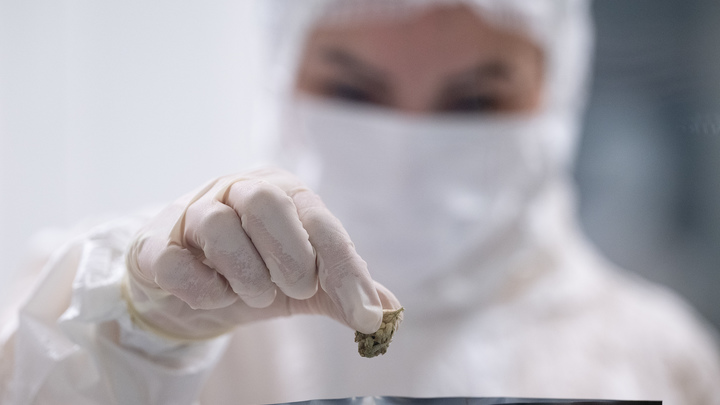 Мелитопольские полицейские изъяли полкилограмма конопли у местного жителя