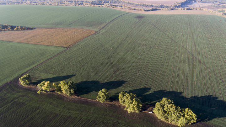 В Курганинске браконьер уничтожил деревьев на 64,7 млн рублей
