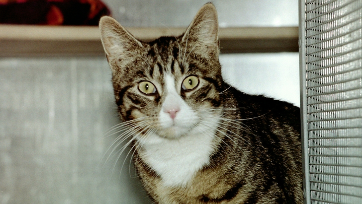 Мирным путём не вышло: в Вельске выселяли должницу с шестью кошками