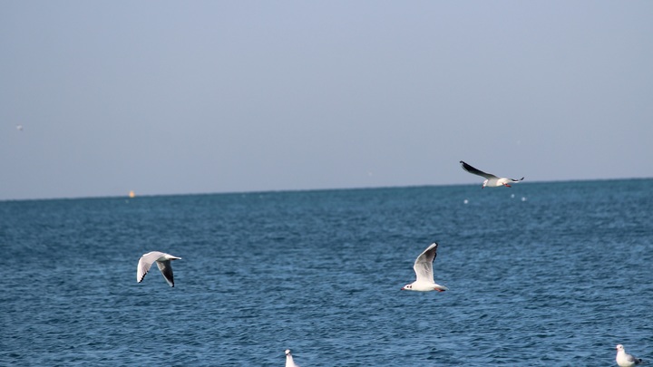 В Сочи начался сезон ловли барабули