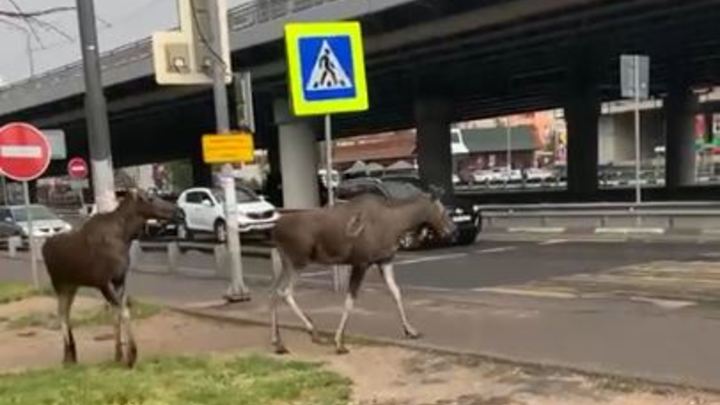 В Балашихе спасатели поймали двух заблудившихся лосей