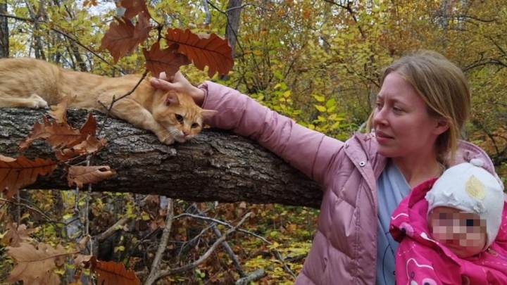 Под Новороссийском спасатели сняли с дерева кота, загнанного туда шакалами