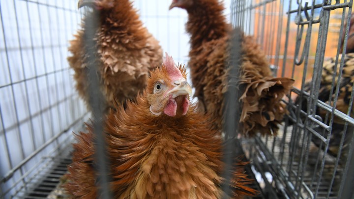 Дешевле только в Бангладеш? Яйца России назвали одними из самых недорогих