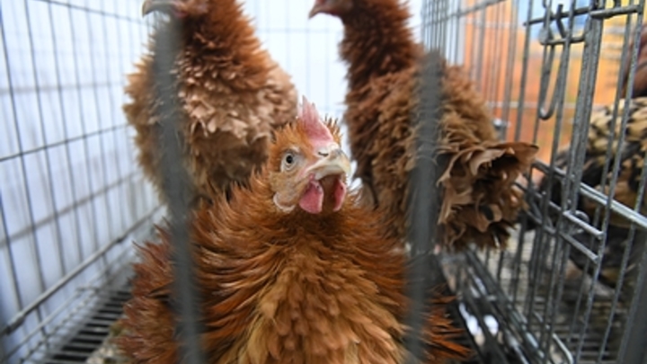 Партию куриного мяса и субпродуктов задержали на границе с Абхазией