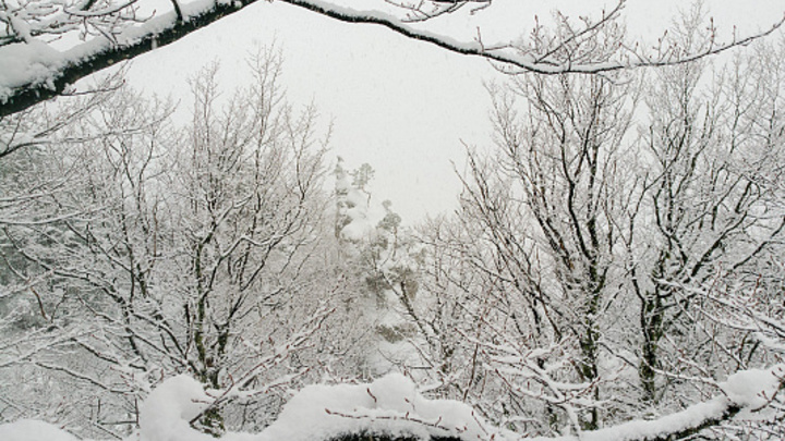 Погода ухудшится: В Сочи прогнозируют налипание мокрого снега