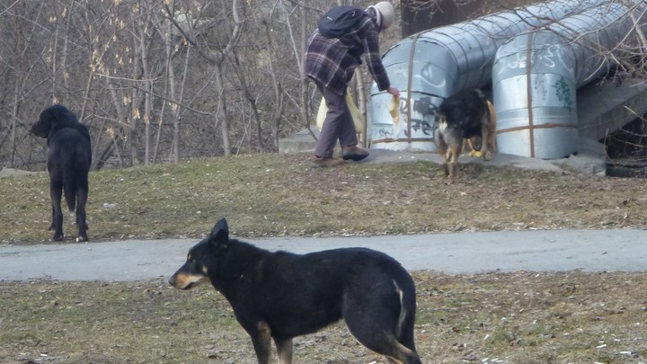 В Кузбассе собаки напали на малолетнего велосипедиста