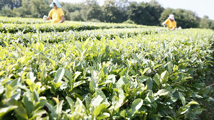 В Краснодарском крае в 2021 году собрали около 400 тонн чайного листа