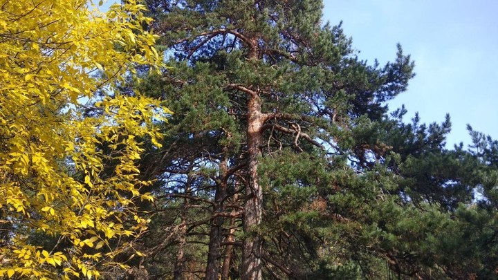 В Челябинский городской бор заходит техника