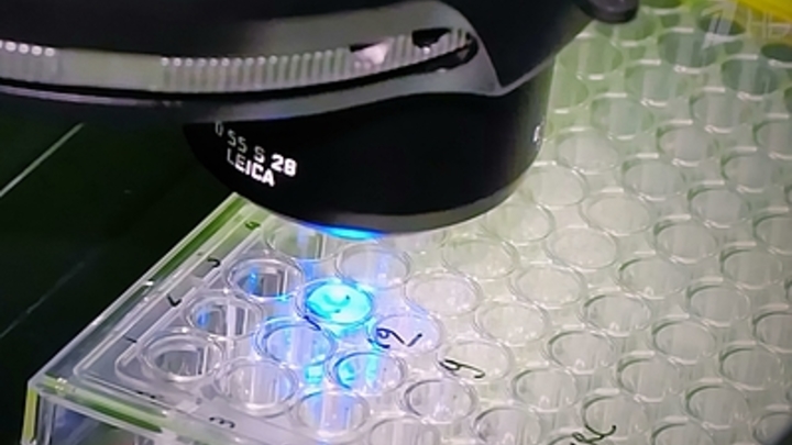 Узнать о короне за час: Учёные нашли доступный каждому способ точно распознать вирус