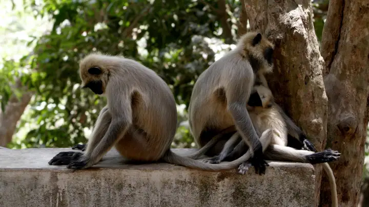 Украинец убил не менее 12 обезьян около священного маршрута в Индии