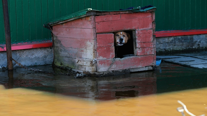 Сторожевой пёс загрыз собаку посетительницы загородного клуба в Подмосковье