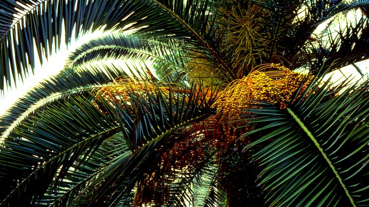 Сочи из-за массовой гибели пальм может потерять субтропический облик