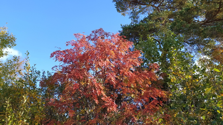 Из нацпарка Сочи убрали сферы, которые жители приняли за топливные баки от космических кораблей