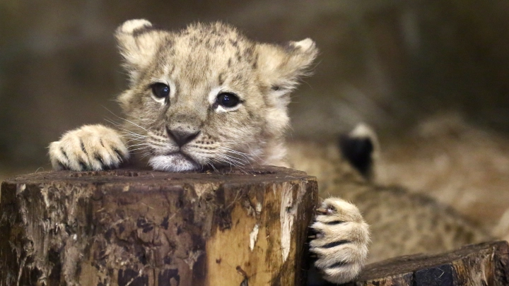 Сургутского блогера лишили экзотического питомца после жалоб соседей