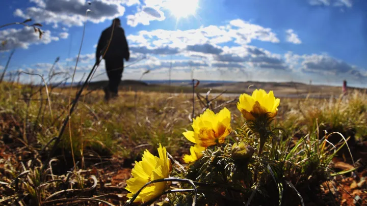 Какие растения на даче грозят колонией до 8 лет: разъясняет юрист