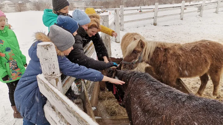 Антисанитария, крысы и холод: в Петербурге 10 пони нашли в грузовом контейнере
