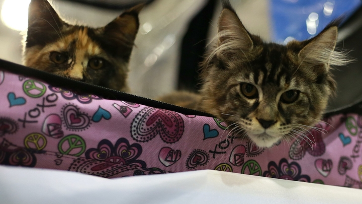 На Кубани хозяйка судится с заводчицей из-за двух кошек, стоимостью 2,5 млн рублей