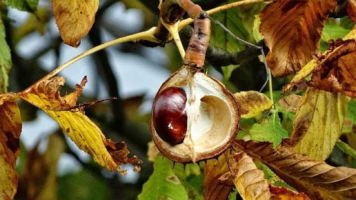 В Сочи каштаны будут защищать с помощью насекомых