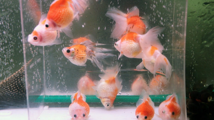 В Израиле учёные нашли способ для передвижения рыб по суше