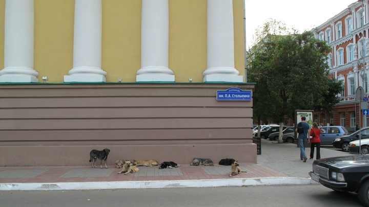 Власти Самары не смогли добиться выплаты гарантии по сорванному контракту на отлов животных