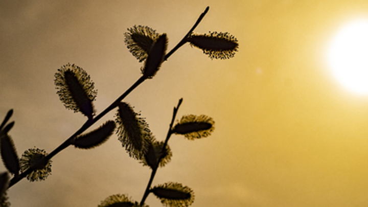 В конце апреля в Новосибирской области будет по-летнему тепло