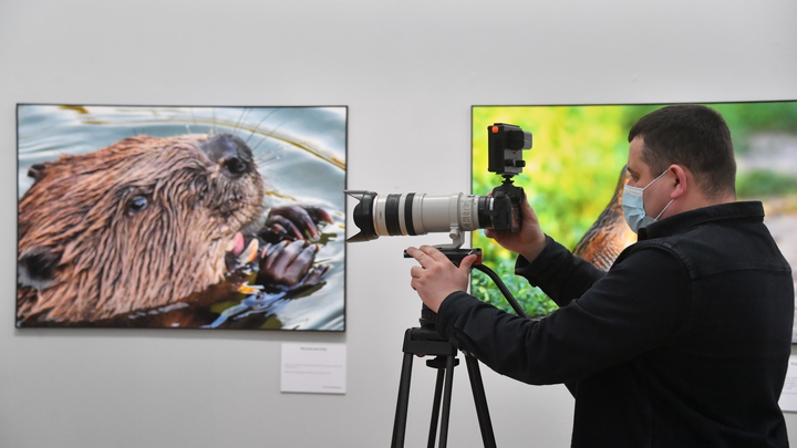Шпионы нового времени. Бобёр стал частью секретной миссии