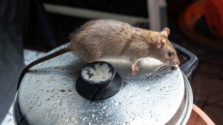 На Украине началась кошачья мобилизация: зачем эти животные нужны на фронте