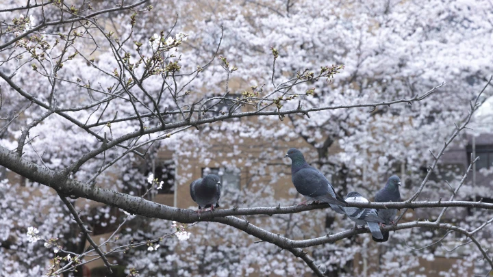Очереди за японскими визами: близится цветение сакуры