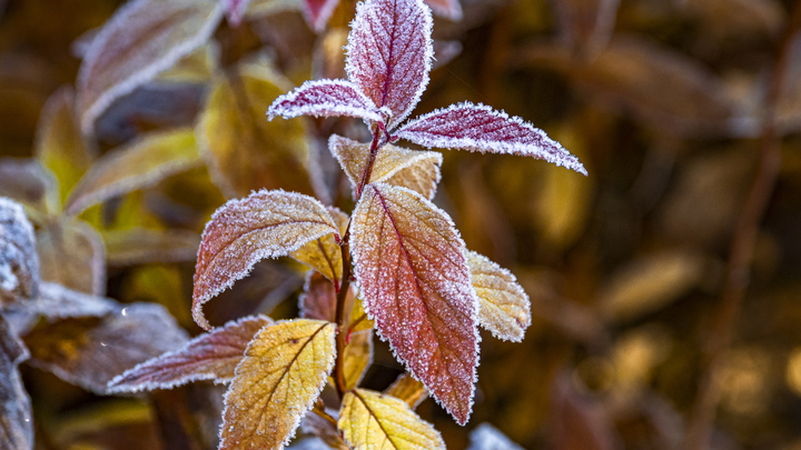 Когда в Ленинградскую область придут первые заморозки