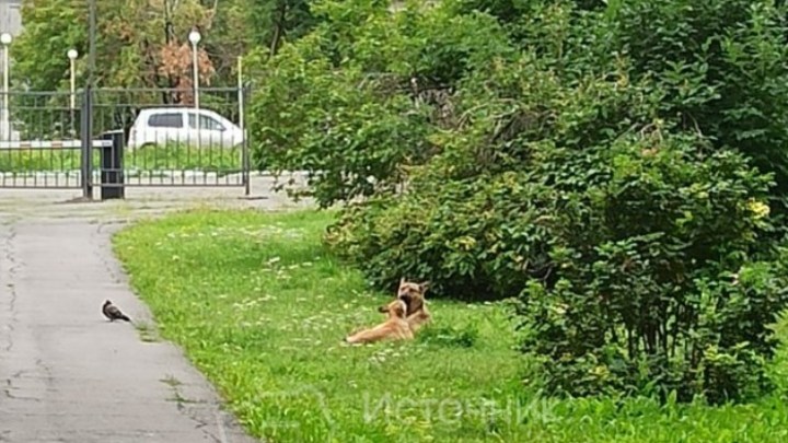 В Кузбассе работники завода отбили ребенка у бродячих собак