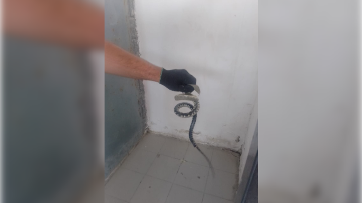 В Новороссийске змея заползла в подвал магазина