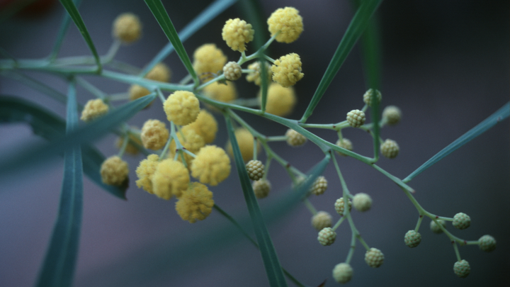 На месяц раньше обычного. В Сочи расцвела мимоза