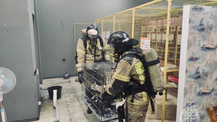 В Ростовской области произошло ЧП на выставке кошек. Фото с места происшествия
