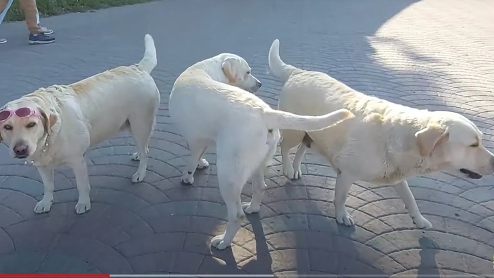 Хозяин лабрадоров в очках из Первомайского сквера объяснил, как выбрал им клички Хозяин лабрадоров в очках из Первомайского сквера объяснил, как выбрал им клички