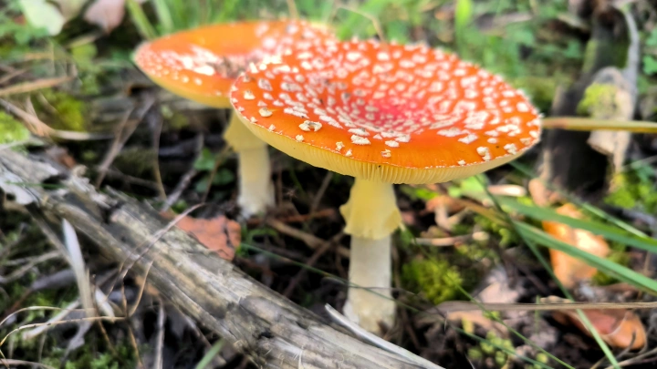 Японский пенсионер доверил нейросети проверку грибов и попал в больницу