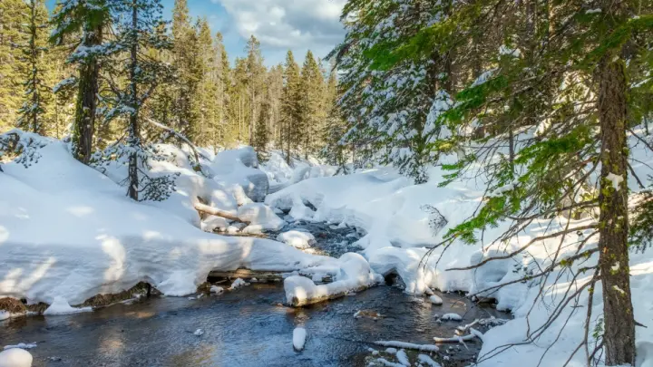 Запросить купол: что поможет найти Усольцевых