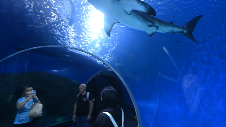 Учёные раскрыли секрет поведения акул, замирающих при переворачивании
