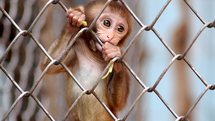 В Сочи проходит проверку на приматах новая вакцина от коронавируса