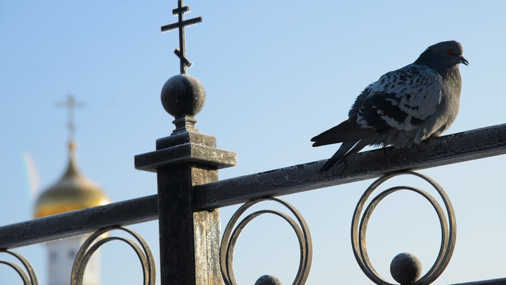 Пламенный щит Империи: сегодня день Преподобного Серафима Саровского