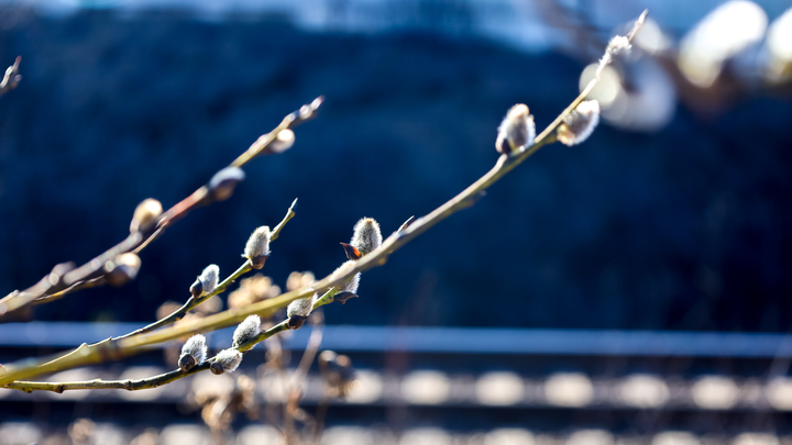 Вербное воскресенье в 2024 году: что нельзя делать в этот день