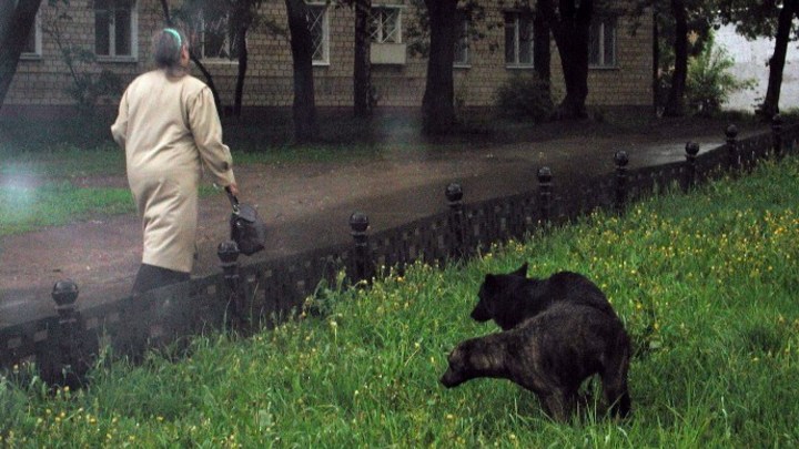 Власти Кемерова прокомментировали запрет на выгул собак в публичных местах