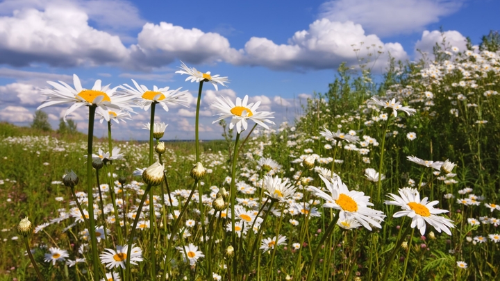 Народные приметы на Симонов день 23 мая: время искать клады и собирать лечебные травы
