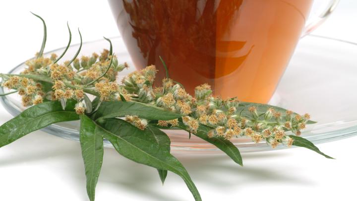 Учёные нашли спасение от COVID-19 в придорожной траве