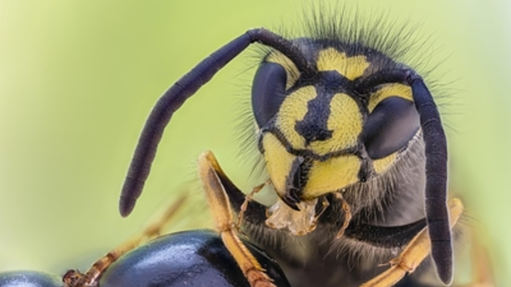 Как избежать атаки осы: Советы врача