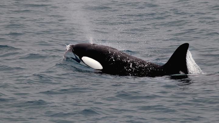 Плачет, бедолага: Спасение детёныша косатки в Магаданской области попало на видео