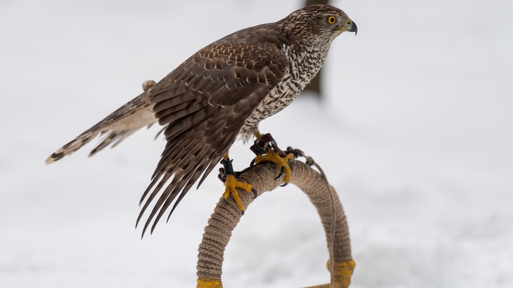 Пермские ветеринары спасли ястреба с переломанным крылом