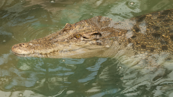 Рыбаки из Тимашевского района считают, что в реке Кирпили завёлся крокодил