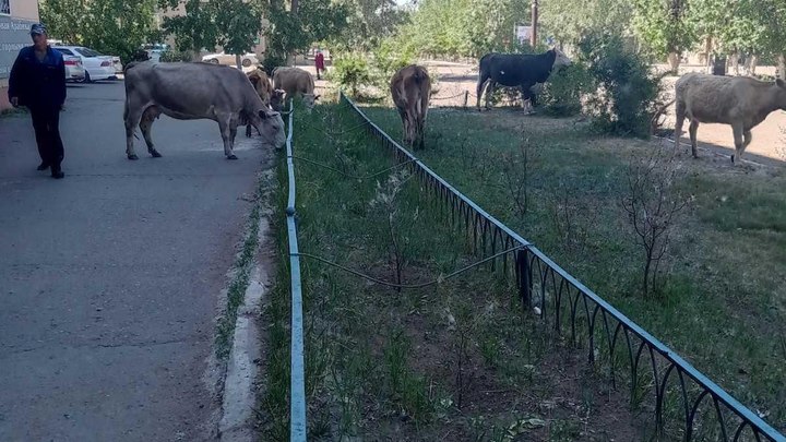 Стадо гуляющих без присмотра коров вытоптало цветы и кустарники в Борзе