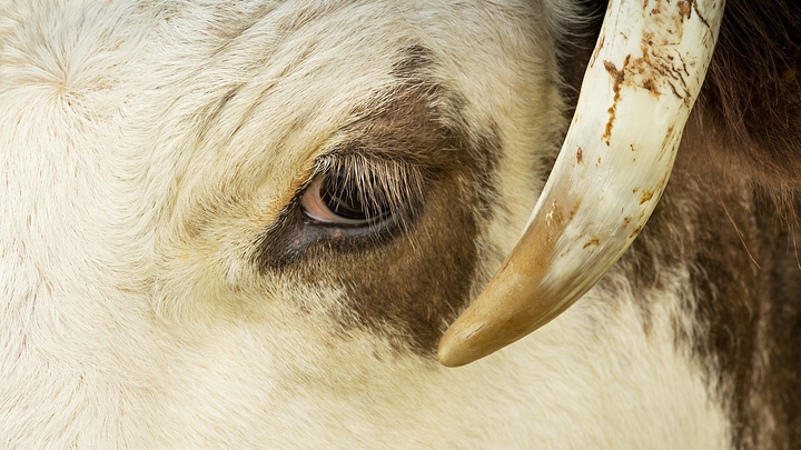 Народные приметы на 27 марта – Венедиктов день: почему нельзя забивать домашний скот